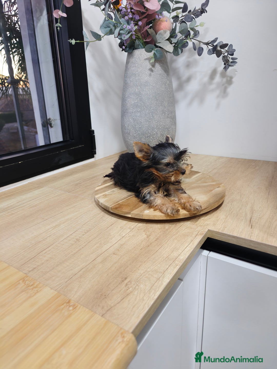 Yorkshire Terrier perros en venta: Macho yorkshire toy - Imagen 9