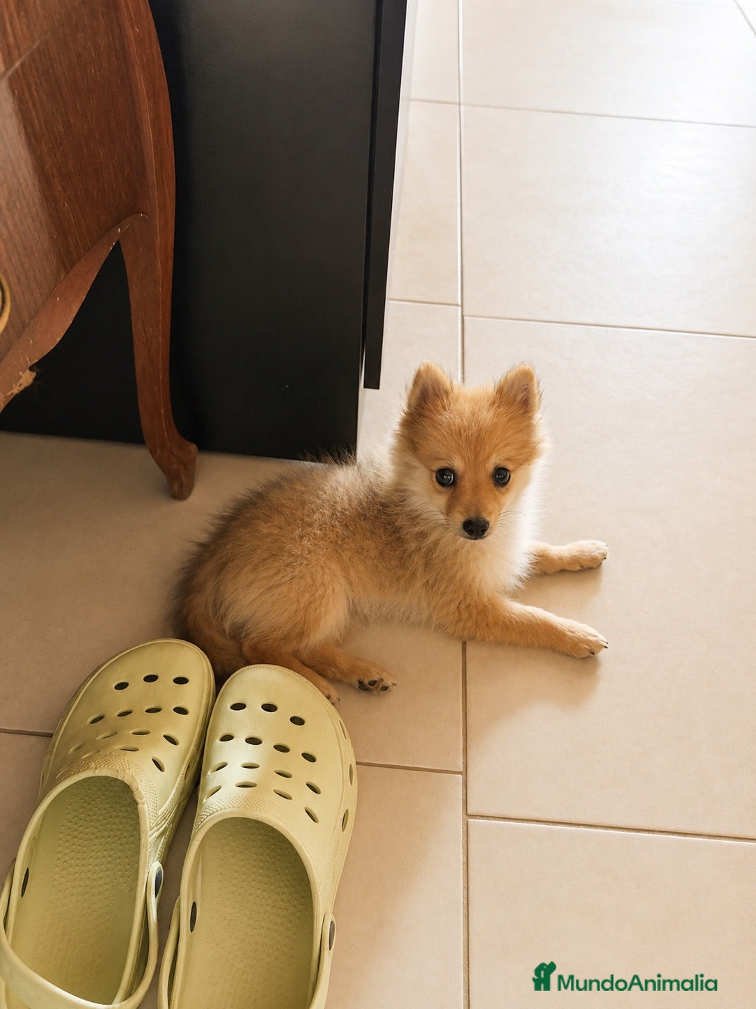 Pomerania perros Pomerania macho hembra  - Anuncio 26