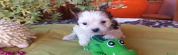 Biewer Yorkshire Terrier a la Pom Pon perros en venta: Exclusiva hembra Yorkshire White Ocean Pearl  - Anuncio 5