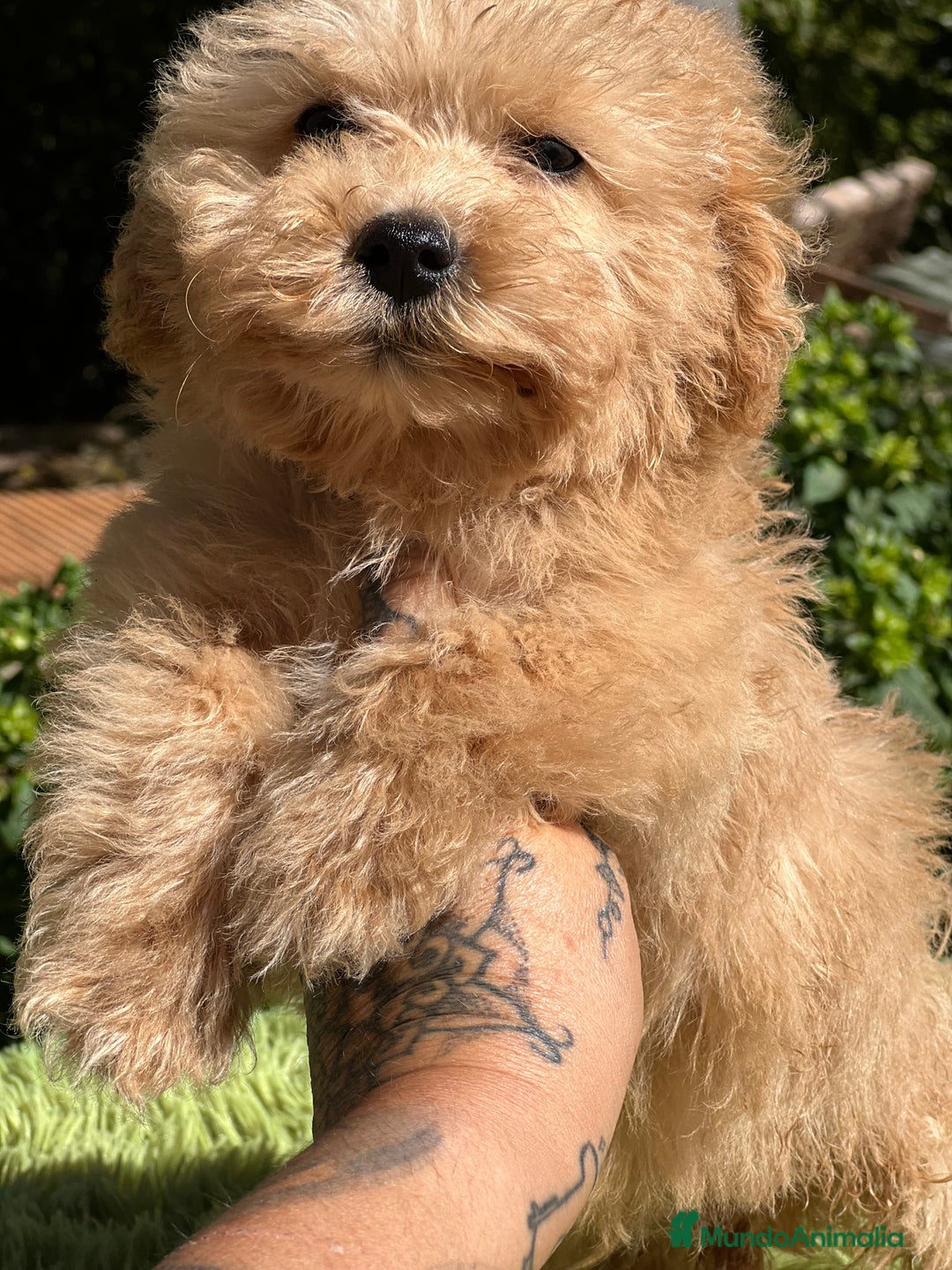 Maltipoo perros en venta: Maltipoo Apricot  - Imagen 7