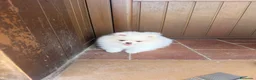 Pomerania perros en venta: Alta selección de Pomeranias  - Anuncio 4