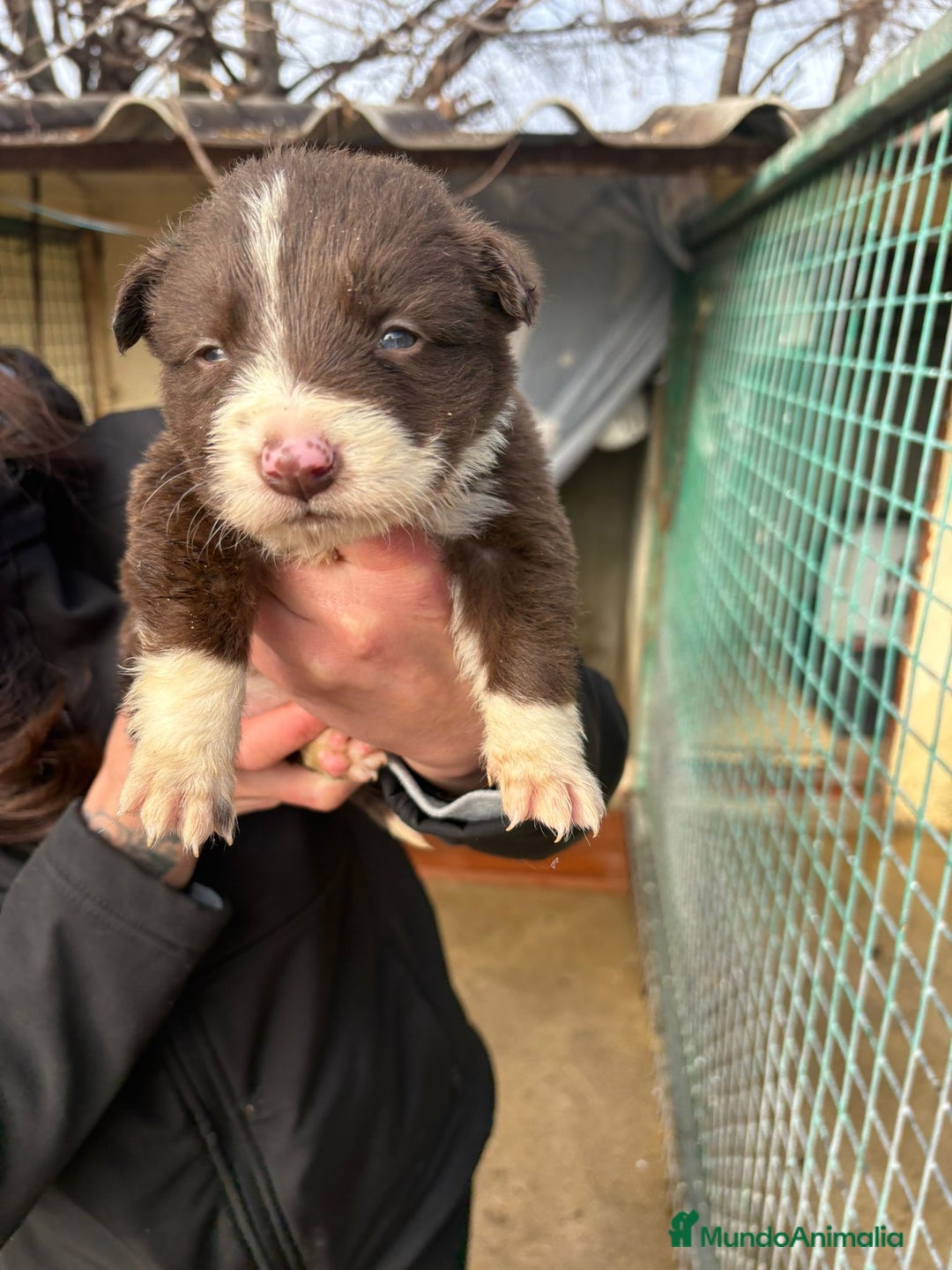 Border Collie perros en venta: Cachorro hembra Border Collie Chocolate  - Anuncio 5