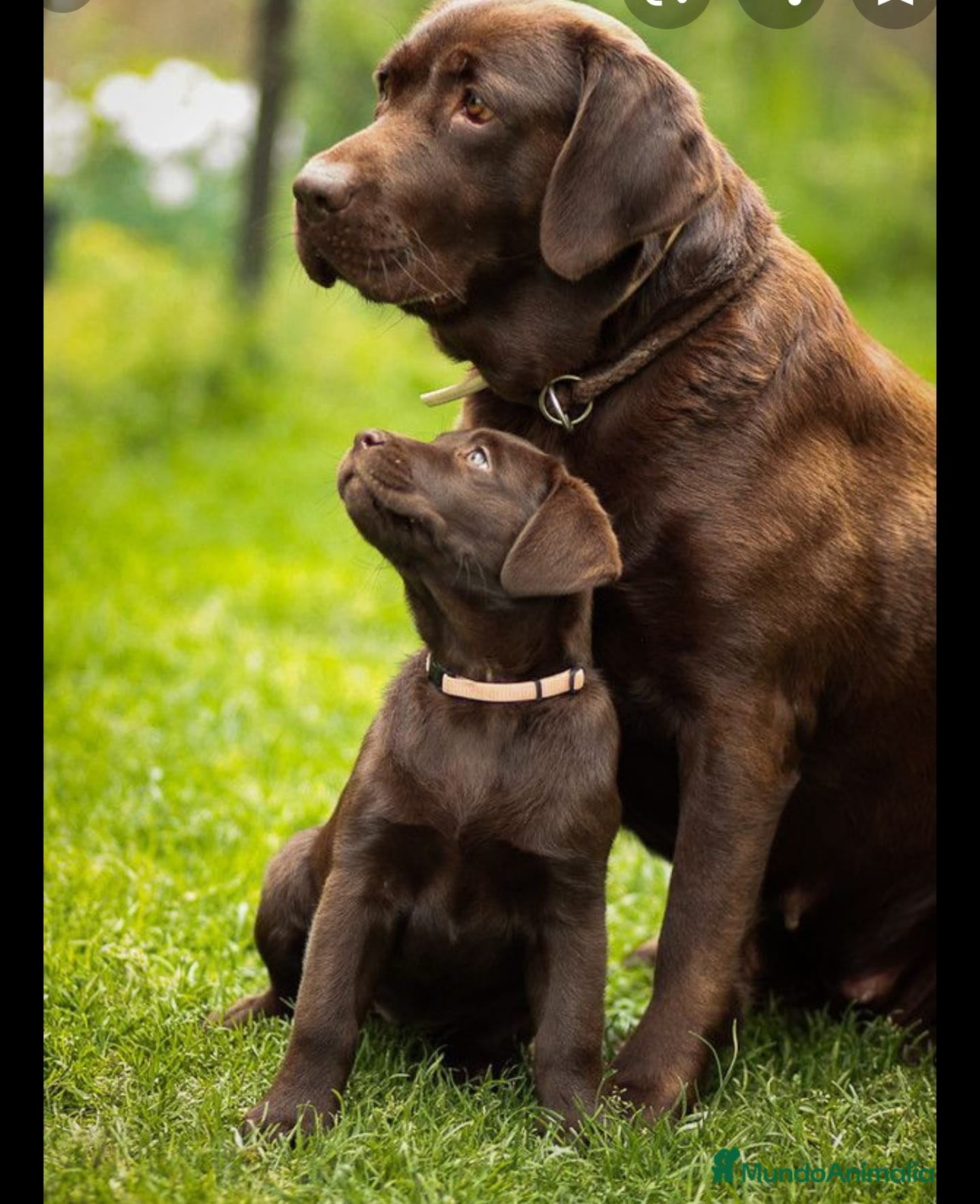 Labrador Retriever perros Labrador retriever chocolate  - Anuncio 1