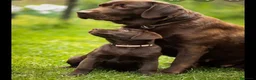 Labrador Retriever perros en venta: Labrador retriever chocolate  - Anuncio 1