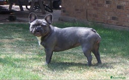 Bulldog Francés perros en venta: ‼️‼️HEMBRA DE BULLDOG FRANCES BLUE - Imagen 2