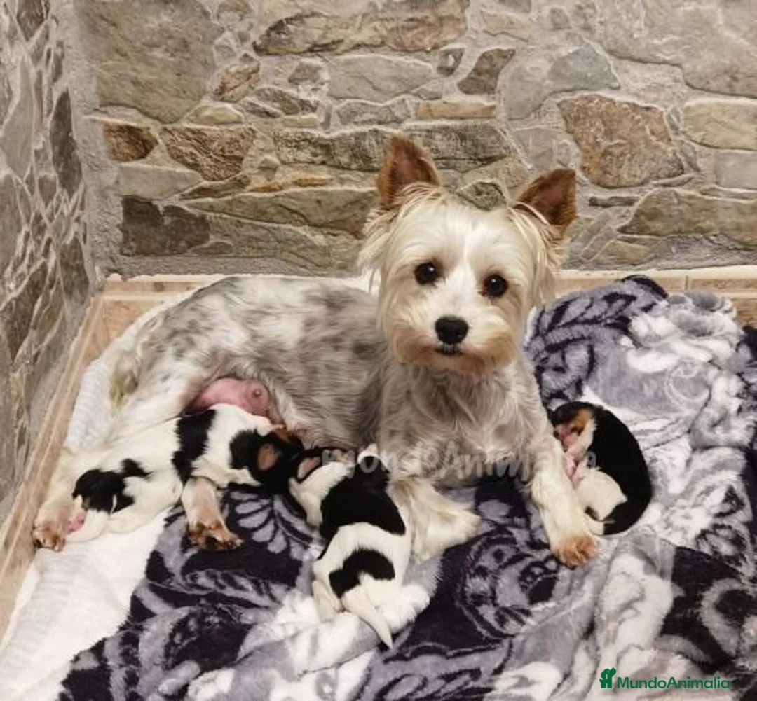 Imagen de galería {{count}}