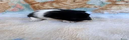 Pomerania perros en venta: Pomerania - Anuncio 33