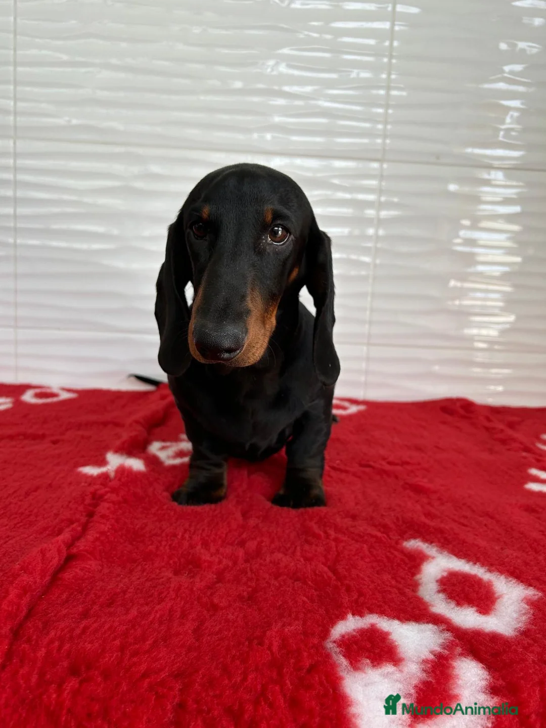 Teckel perros en venta: CACHORRITO DE TECKEL STANDARD N/F - Anuncio 6