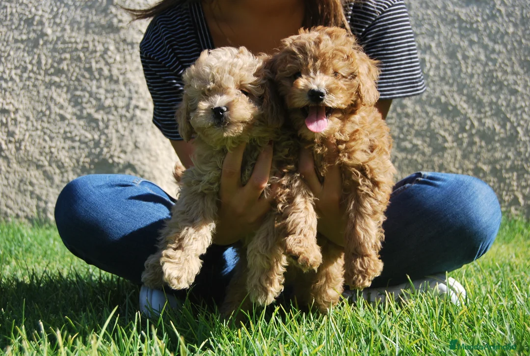 Caniche Toy perros en venta: Caniche toy o enano. disponibles en Madrid - Anuncio 4