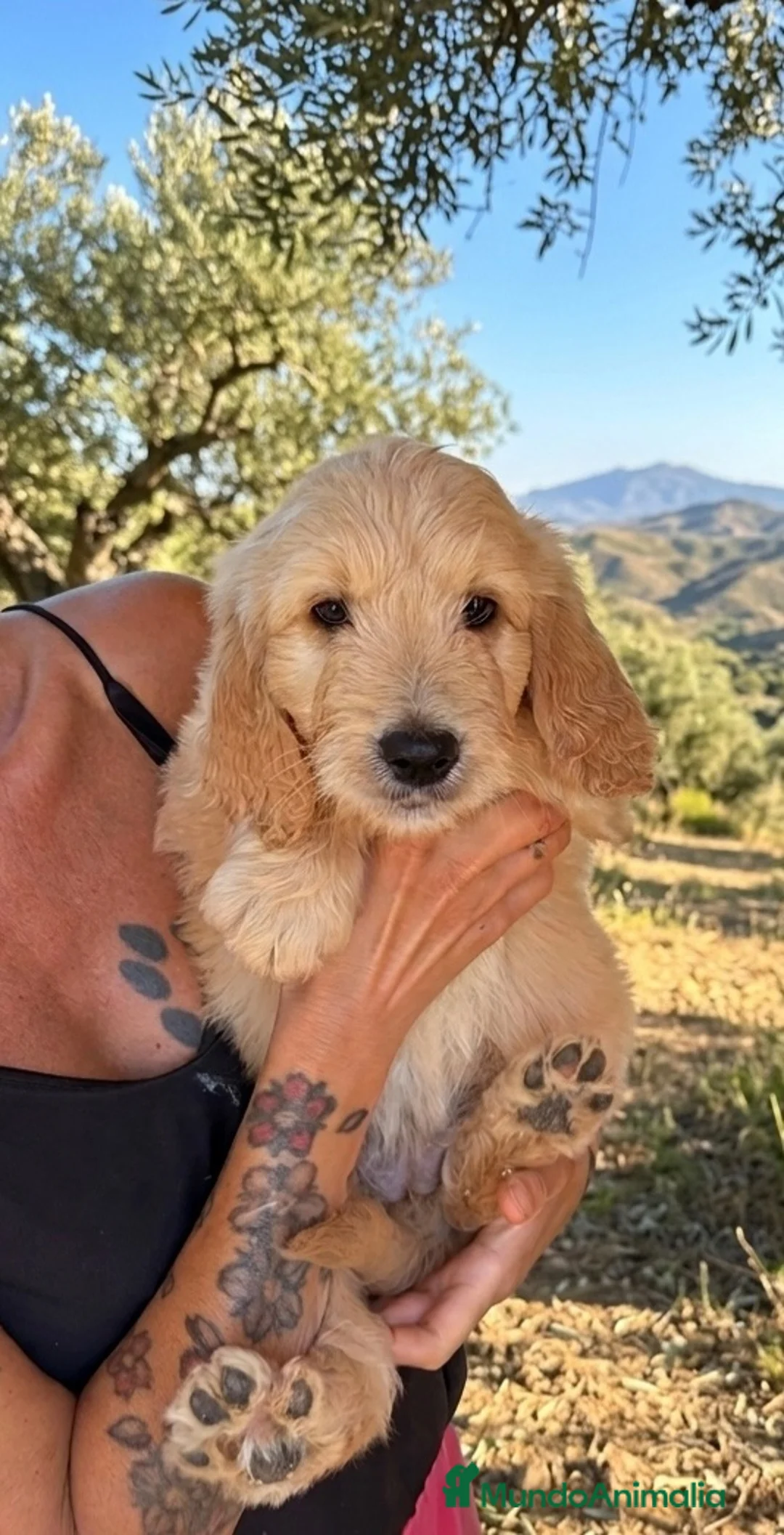 Goldendoodle perros en venta: Goldendoodle  - Anuncio 9