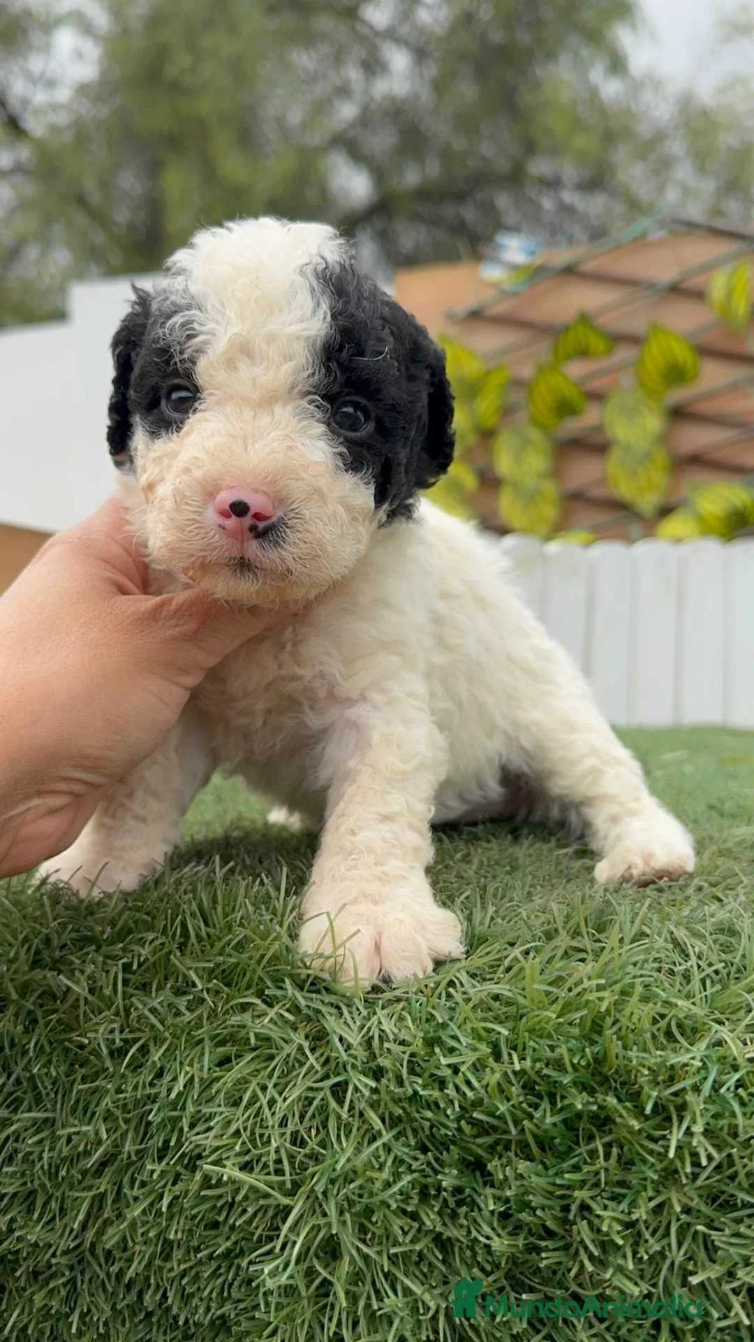 Perro de Agua Español perros en venta: PERRO DE AGUA HEMBRA - Anuncio 13