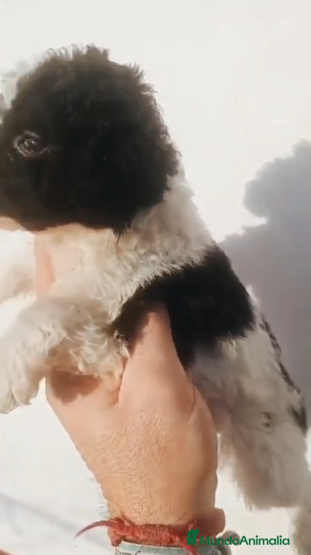 Perro de Agua Español perros en venta: Perro de agua  - Anuncio 4