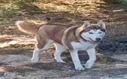 Husky Siberiano perros en venta: Husky Siberiano  - Imagen 10