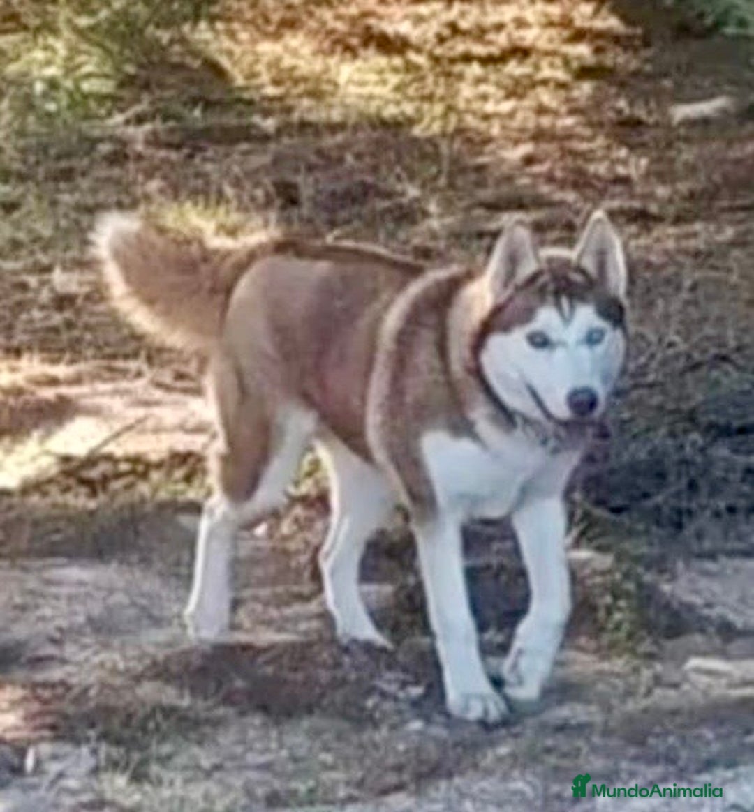 Husky Siberiano perros en venta: Husky Siberiano  - Imagen 10