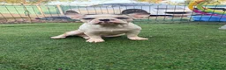 Bulldog Francés perros en venta: Bulldog Francés 2 ejemplares únicos buscan familia - Anuncio 5