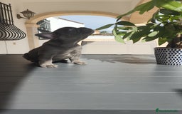 Bulldog Francés perros en venta: Bulldog Francés espectaculares - Imagen 9