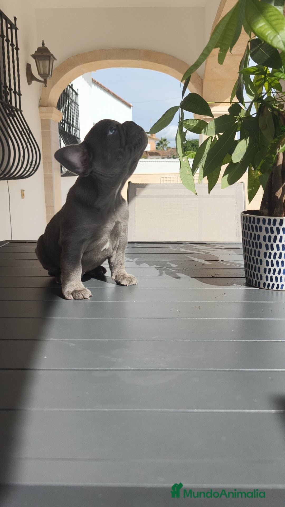 Bulldog Francés perros en venta: Bulldog Francés espectaculares - Imagen 9