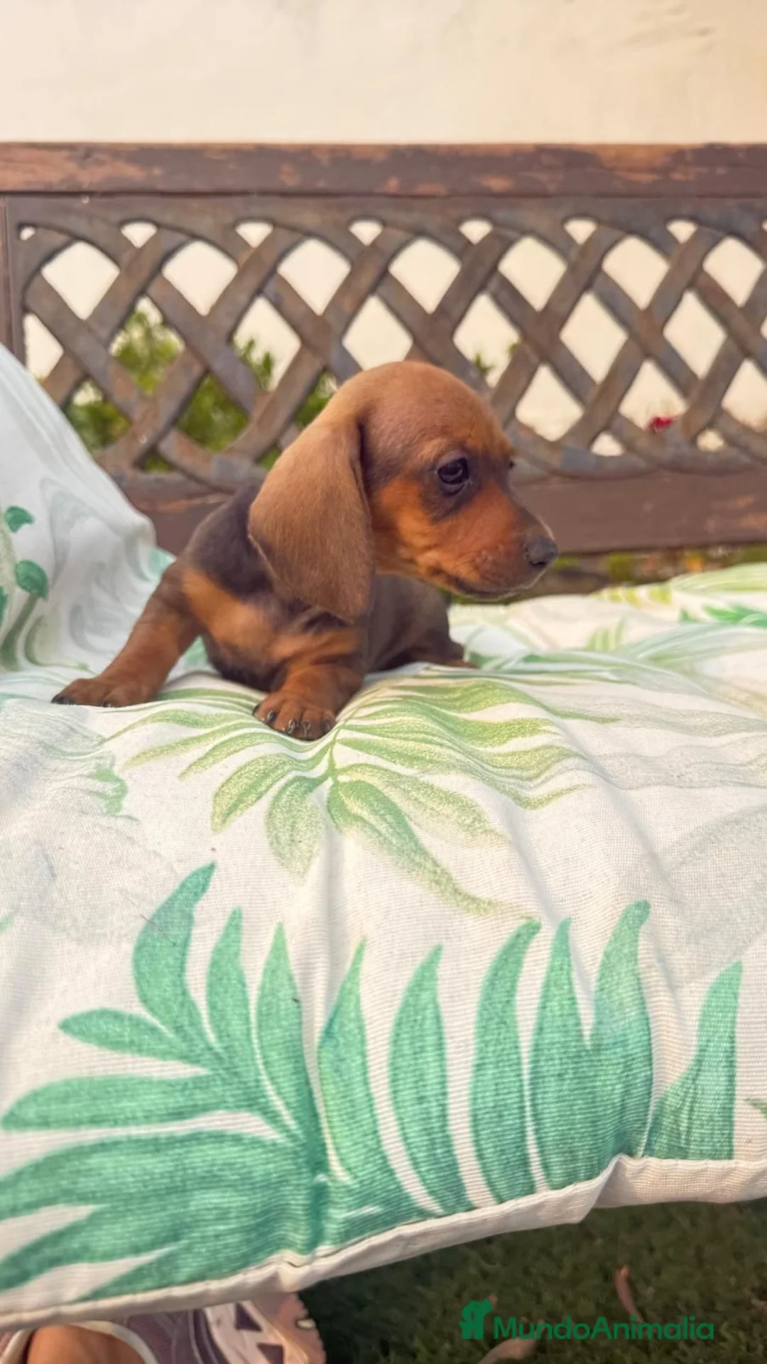 Teckel perros en venta: Cachorritos Teckel canichen - Anuncio 2