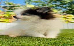 Pomerania perros en venta: POMERANIA HEMBRA ENVIOS A TODA ESPAÑA - Imagen 19
