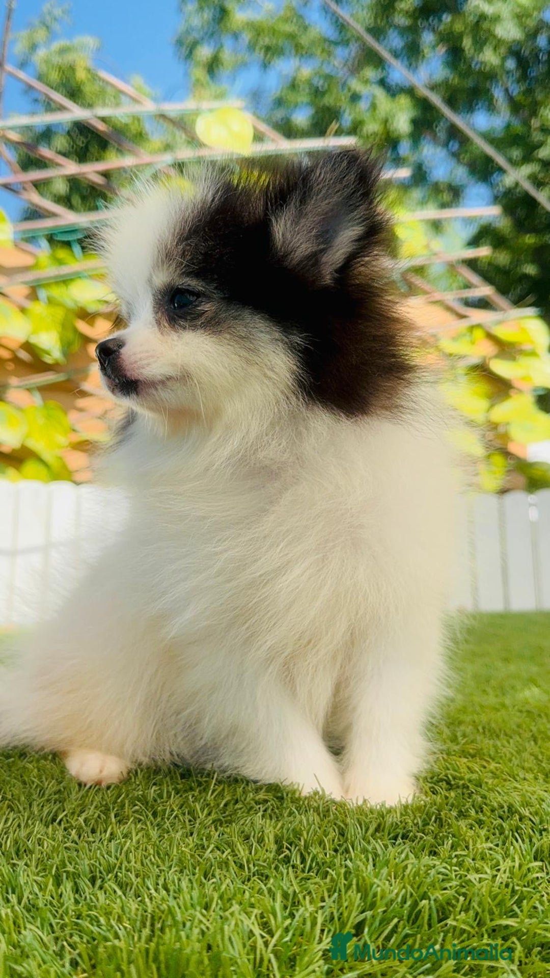 Pomerania perros en venta: POMERANIA HEMBRA ENVIOS A TODA ESPAÑA - Imagen 19