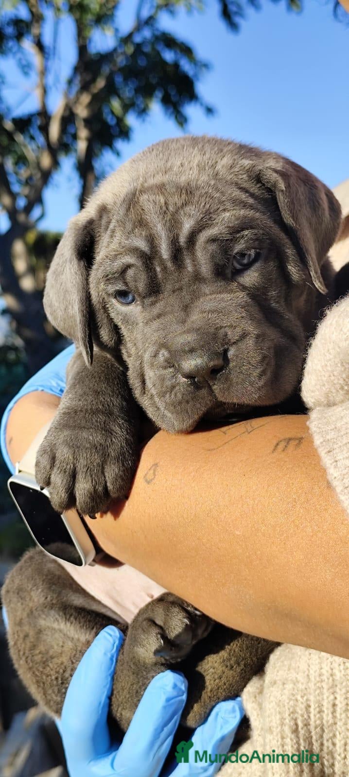 Cane Corso perros Cachorro de Cane Corso  - Anuncio 3