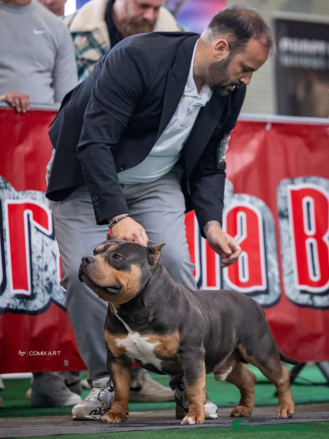 American Bully perros para monta: ABIERTO A MONTAS MACHO DE AMERICAN BULLY POCKET en Cantabria - Anuncio 5