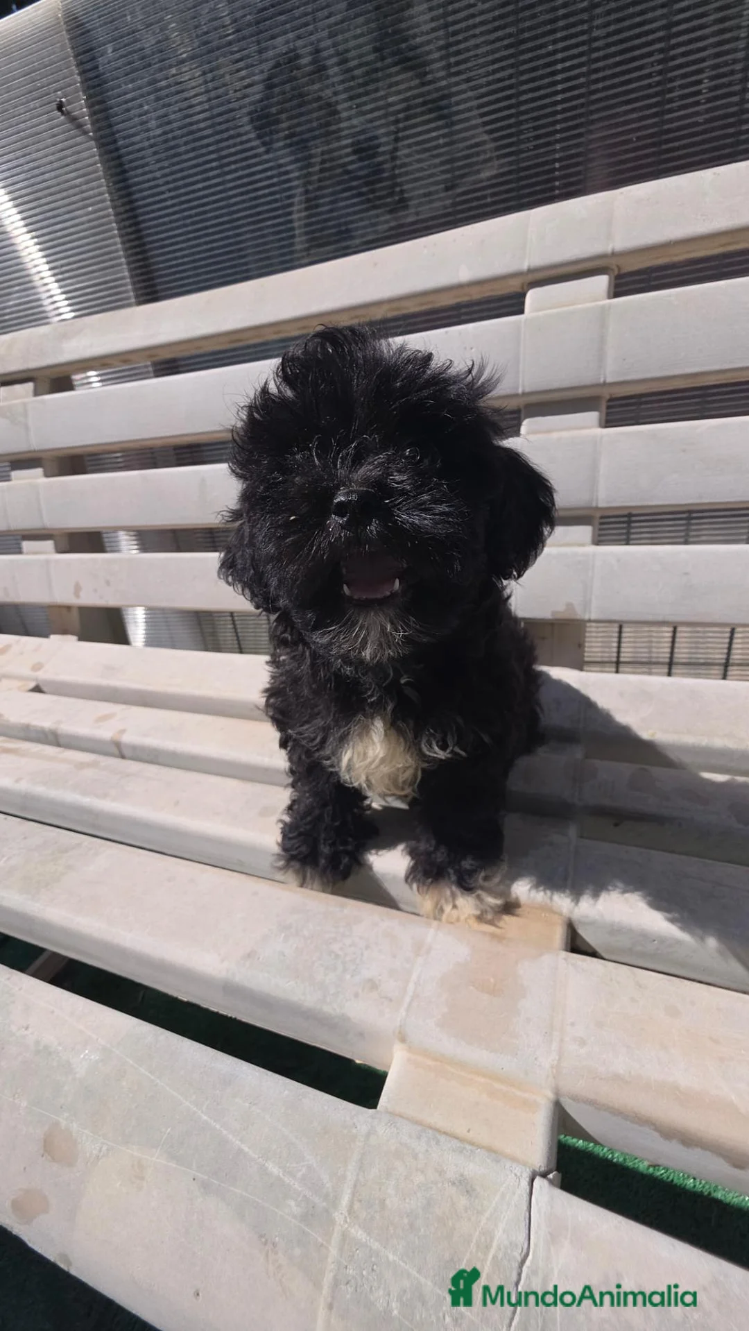 Shihpoo perros en venta: Shih po Benidorm  604370339  - Anuncio 3