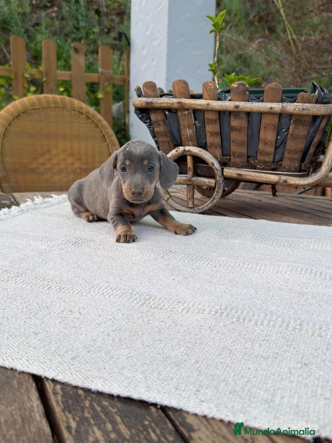 Teckel Miniatura perros en venta: Teckel Miniatura hembra Blue Disponible  - Anuncio 1