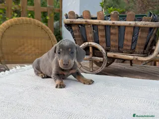 Teckel Miniatura perros Teckel Miniatura hembra Blue Disponible - Anuncio 1