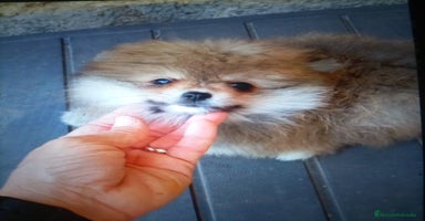 Pomerania perros - Propaganda 2