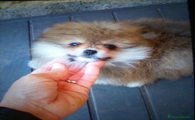 Pomerania perros - Propaganda 12