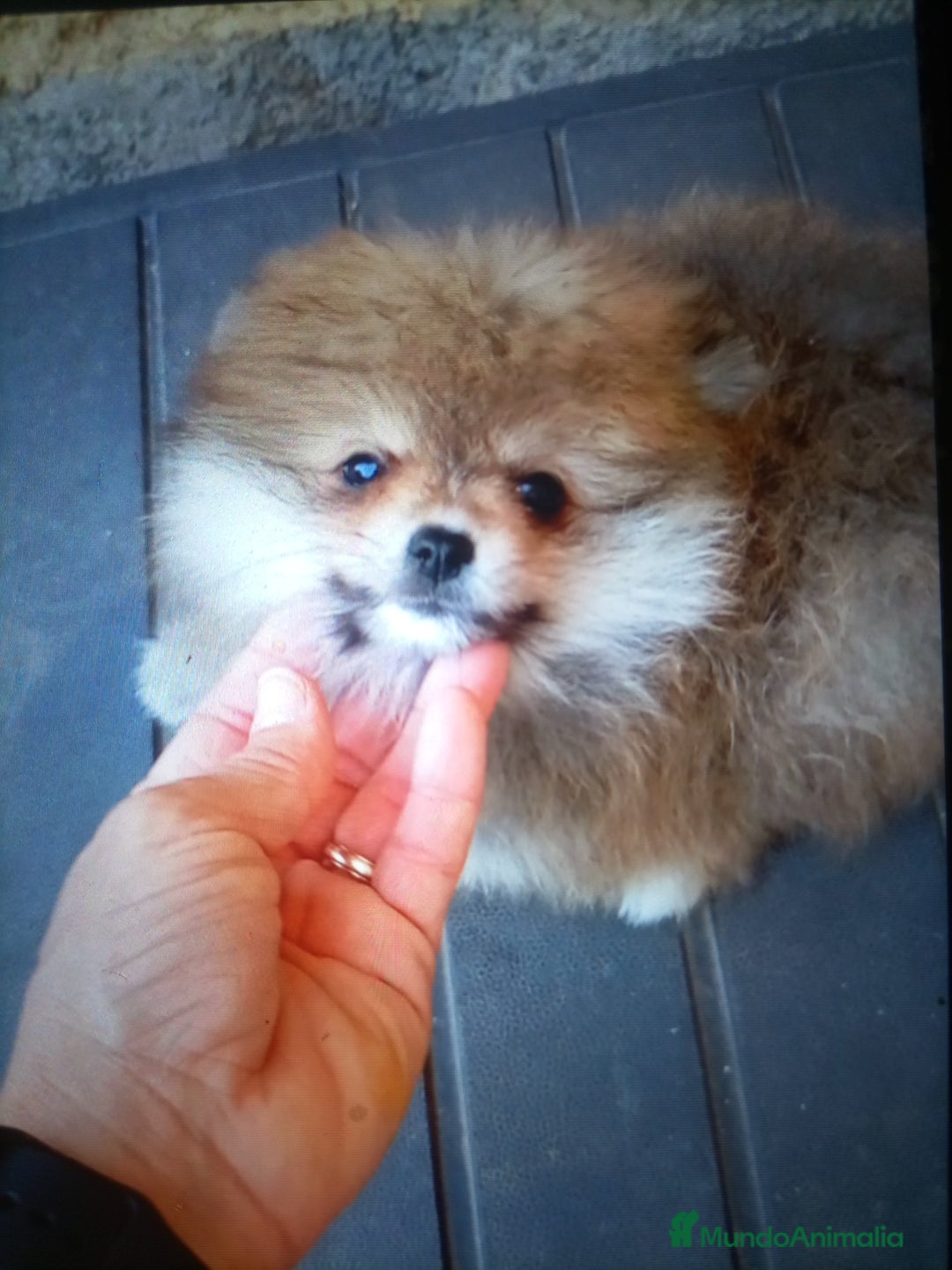 Pomerania perros en venta: Precioso Lulú pomerania Toy,carita de osito - Imagen 2