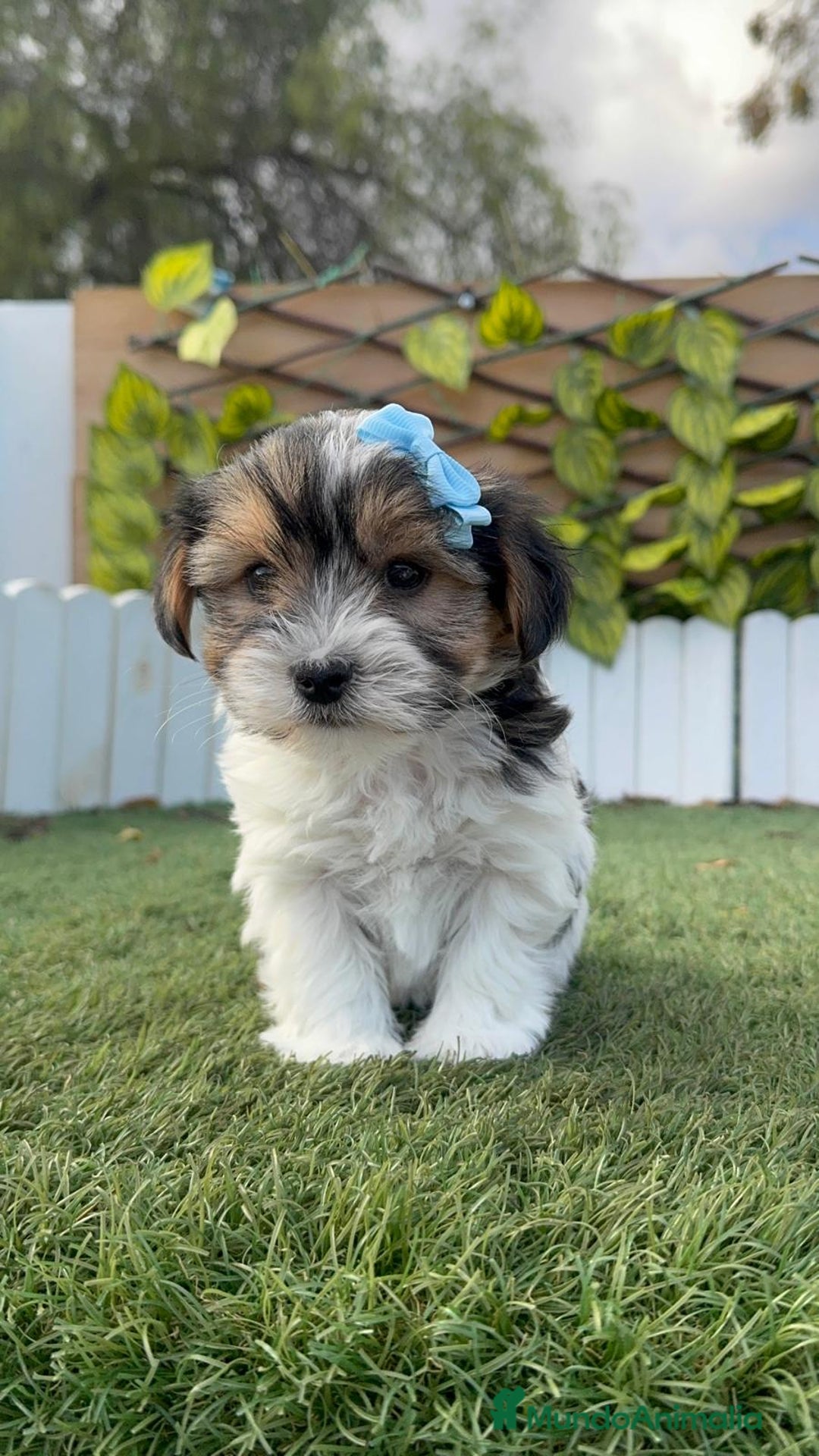 Yorkshire Terrier perros en venta: YORKSHIRE BIEWER - Anuncio 14