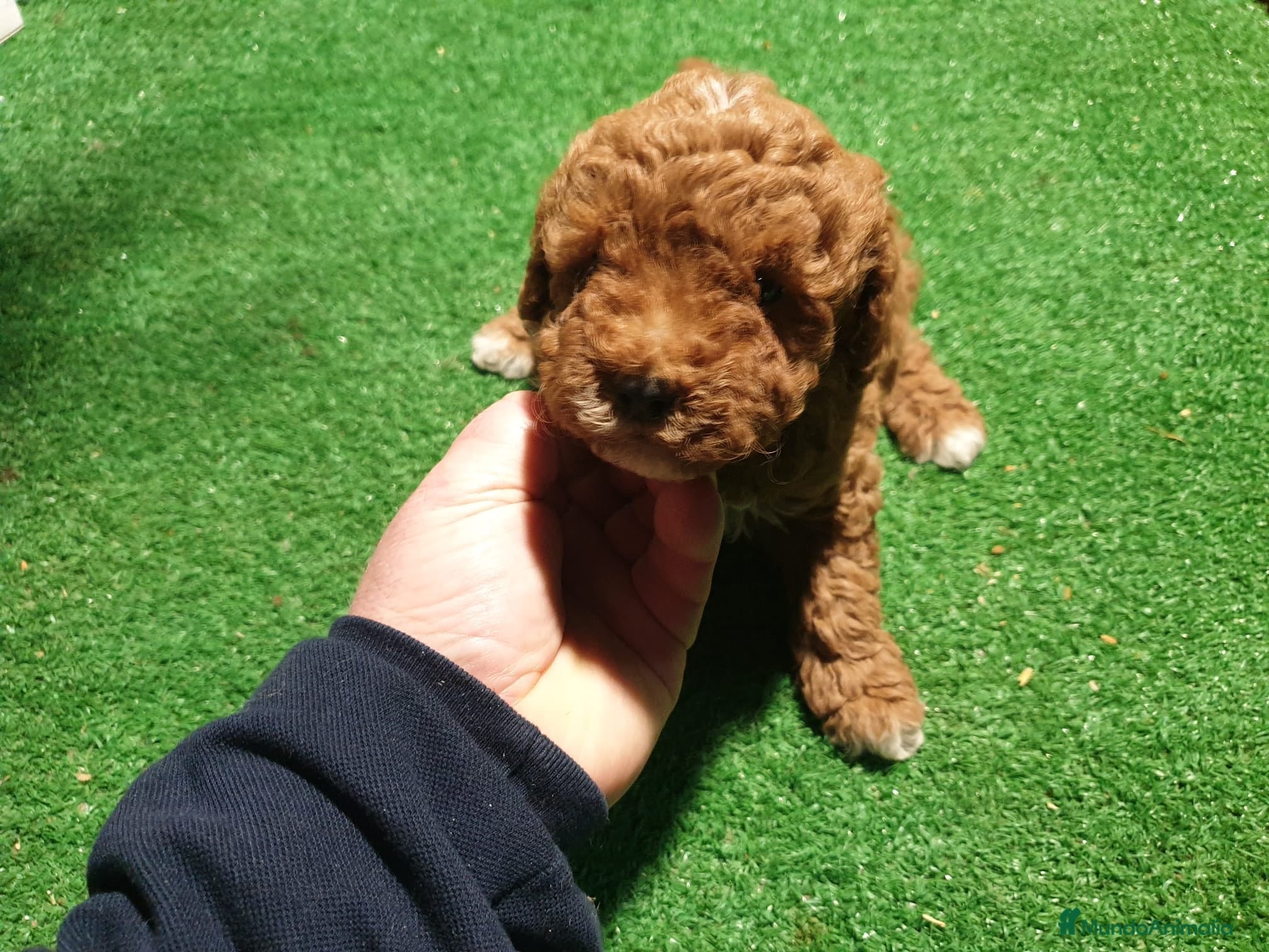 Caniche Toy perros Precioso Caniche rojo arlequín en Madrid - Anuncio 2