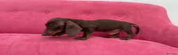 Teckel Miniatura perros en venta: Teckel chocolate mini Macho  - Anuncio 6