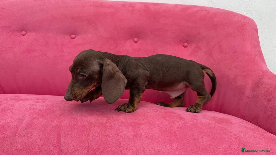 Teckel Miniatura perros en venta: Teckel chocolate mini Macho  - Anuncio 6