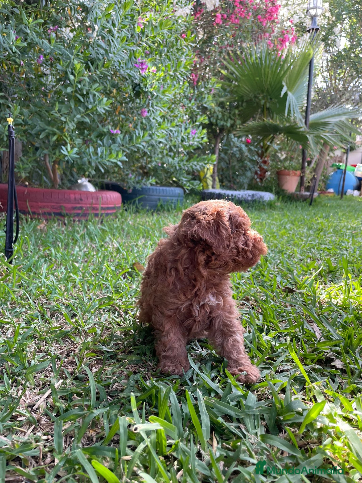 Caniche Enano perros Caniche rojo cachorro  - Anuncio 1