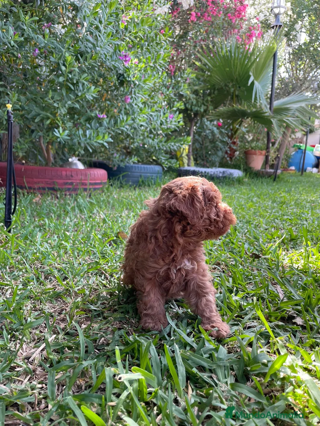 Caniche Enano perros en venta: Caniche rojo cachorro  - Anuncio 1