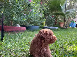 Caniche Enano perros Caniche rojo cachorro - Anuncio 1