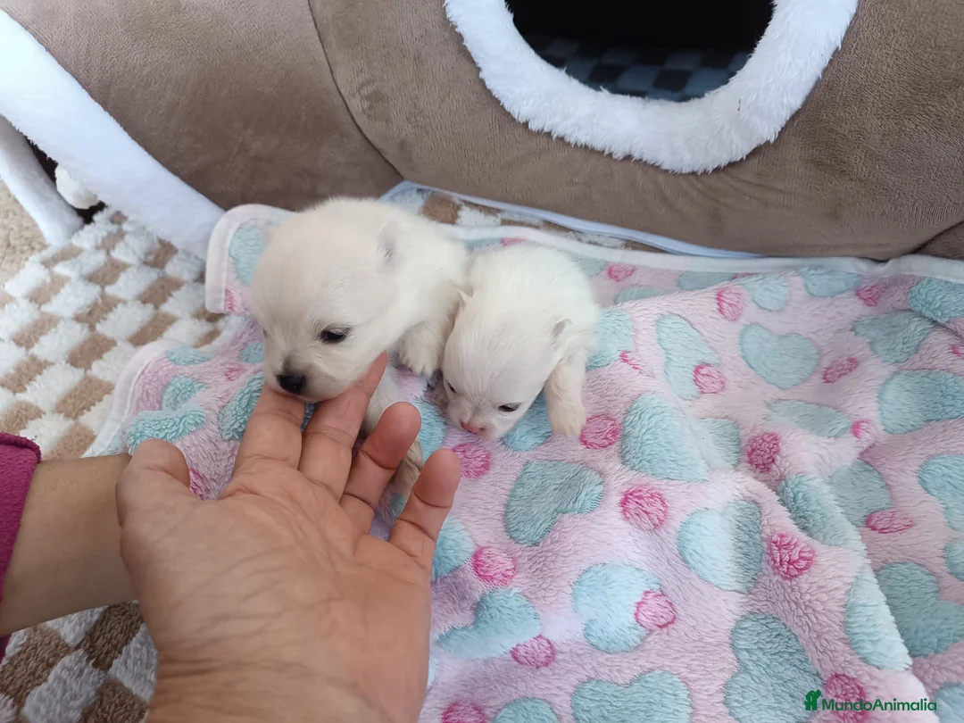 Pomerania perros en venta: POMERANIAS MONERÍA DE MACHITOS - Anuncio 2