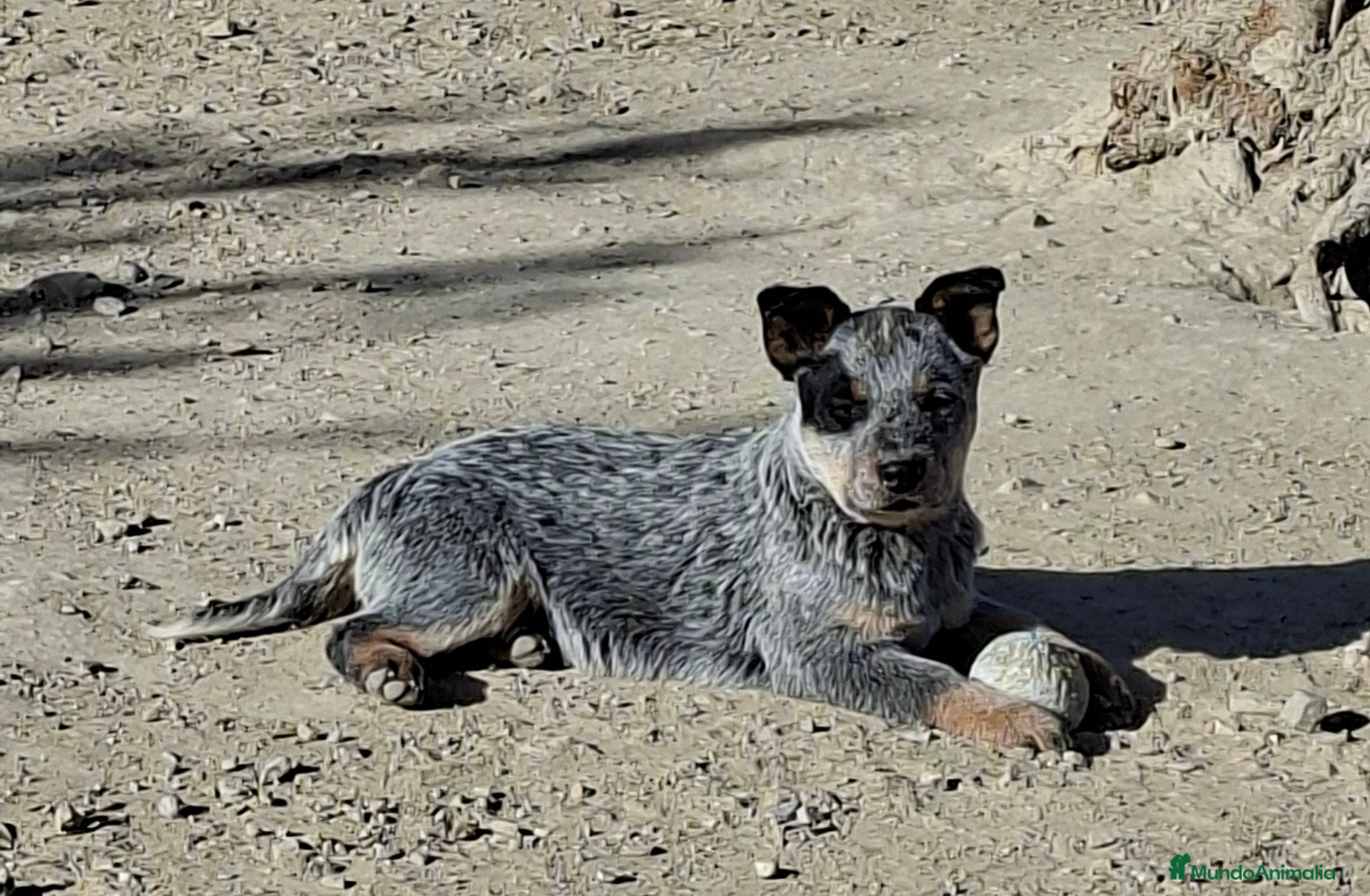 Boyero de Australia perros Australian cattle dog - Anuncio 1