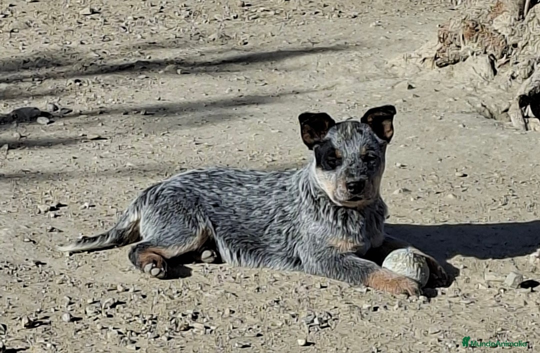 Boyero de Australia perros en venta: Australian cattle dog - Anuncio 1