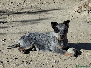 Boyero de Australia perros Australian cattle dog - Anuncio 31