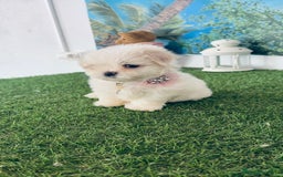 Bichón Maltés perros en venta: Bichón maltes - Imagen 1