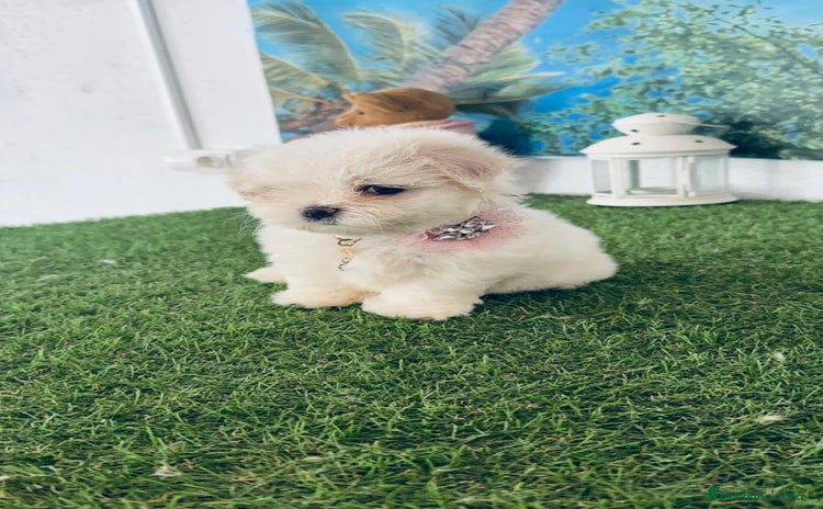 Bichón Maltés perros - Anuncio 2