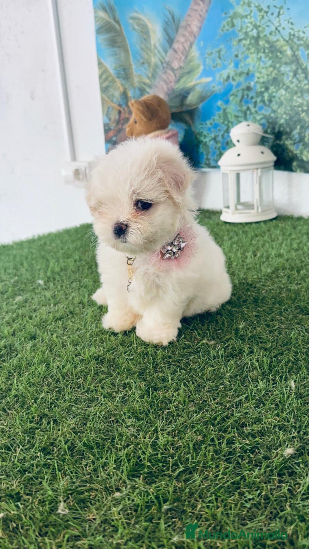 Bichón Maltés perros en venta: Bichón maltes - Imagen 1
