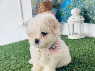Bichón Maltés perros - Anuncio 27