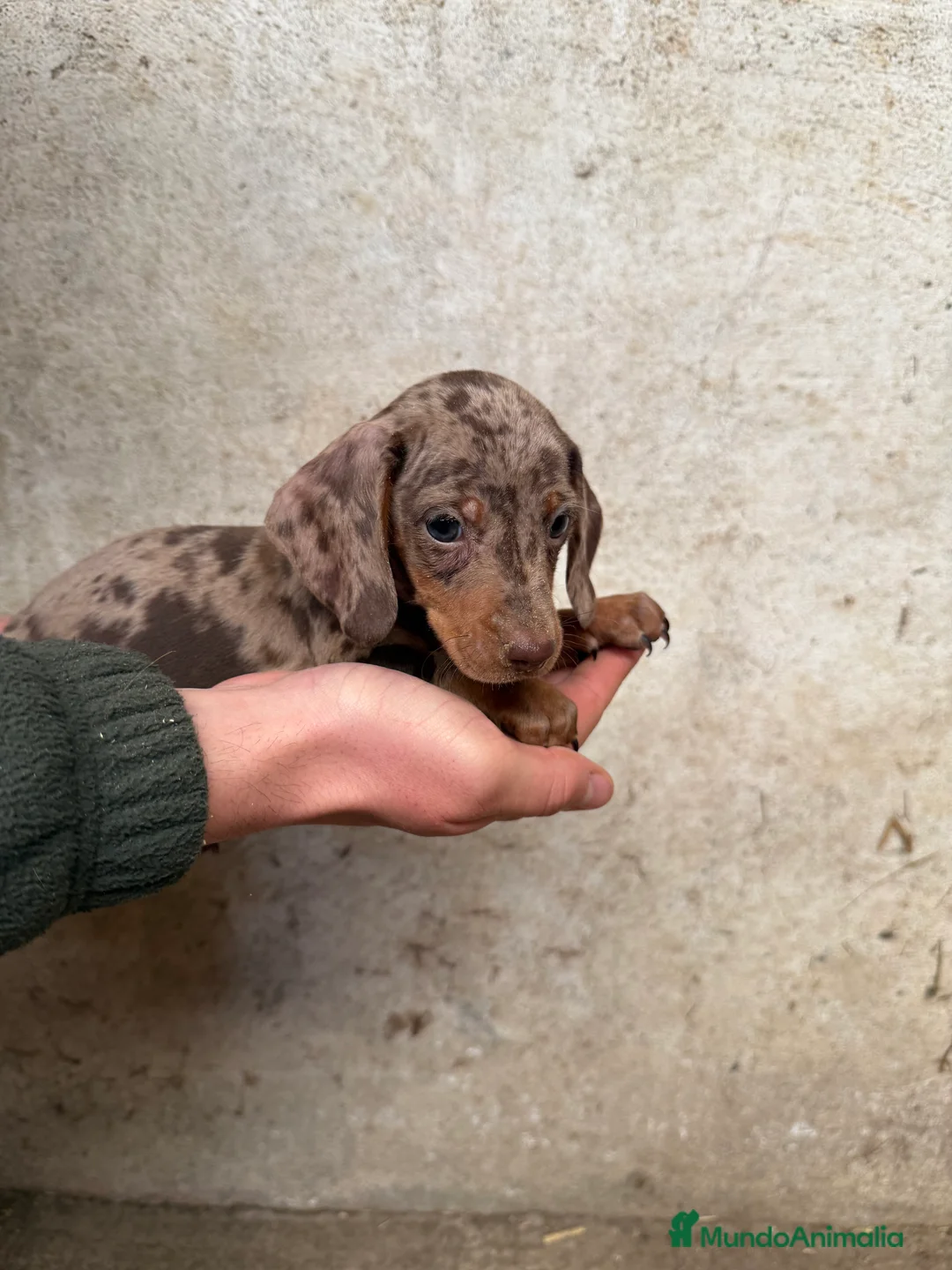 Teckel Miniatura perros en venta: TECKEL ARLEQUÍN CHOCOLATE en Salamanca - Anuncio 2