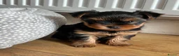 Yorkshire Terrier perros en venta: YORKSHIRE CACHORROS  - Anuncio 2