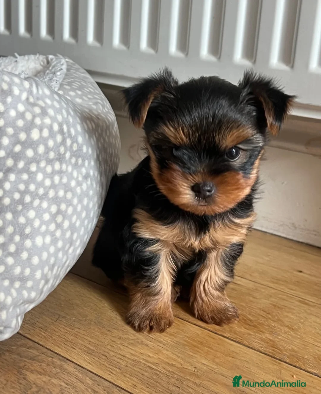 Yorkshire Terrier perros en venta: YORKSHIRE CACHORROS  - Anuncio 2